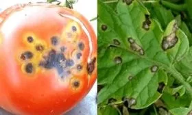 Борьба с болезнями и вредителями