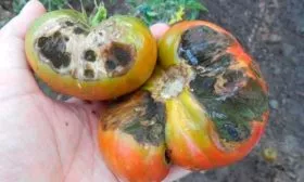 Борьба с болезнями и вредителями