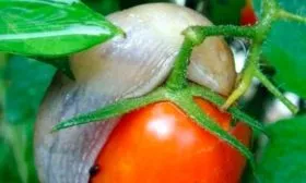 Борьба с вредителями и болезнями