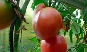 Ботанический портрет куста