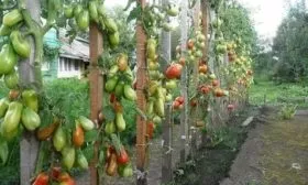 Ботаническое описание растения и плодов