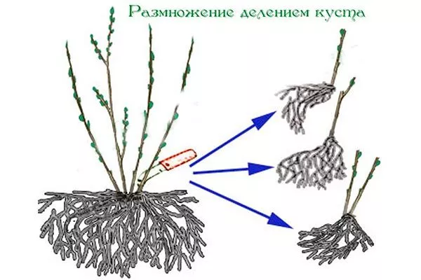 Делением куста