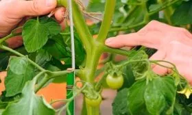 Формирование стеблей, пасынкование и подвязывание