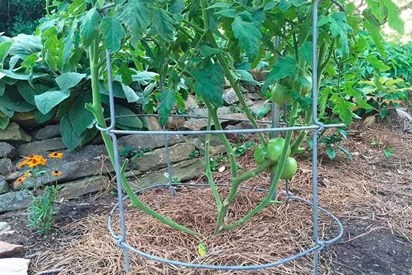 Формирование