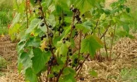 Характеристики