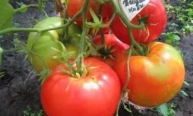 Созревание