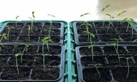 Как посеять семена