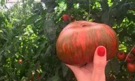 Как выглядят плоды