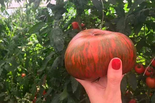 Как выглядят плоды