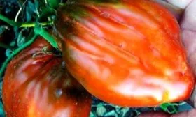 Кубинский чёрный