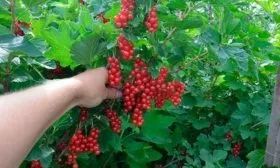 Сбор урожая