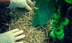 Мульчирование грунта