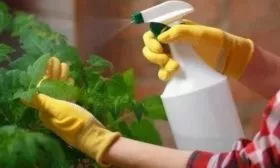 Обработка и профилактика от заболеваний и вредителей