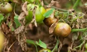 Обработка и профилактика от заболеваний и вредителей