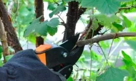 Омолаживающая и формирующая обрезка