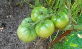 Описание куста