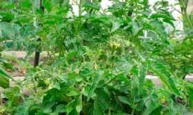 Описание куста