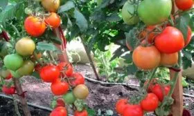 Описание куста