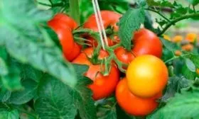 Описание куста и плодов