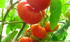 Описание плодов