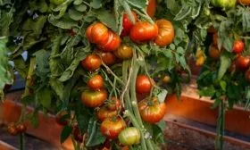 Описание растения