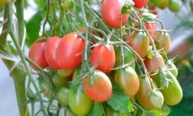 Описание растения и внешние качества плодов