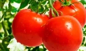 Описание сорта томата Яблочные