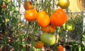 Оранжевый томат