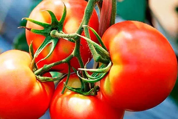 Основные качества плодов