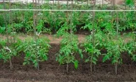 Особенности вида