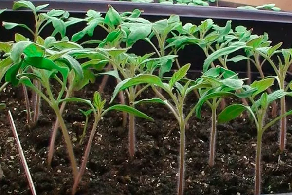 Особенности выращивания рассады