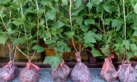 Отбор и подготовка саженцев