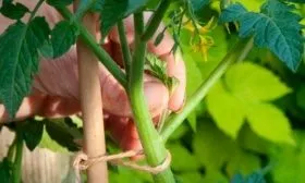 Пасынкование и формировка куста