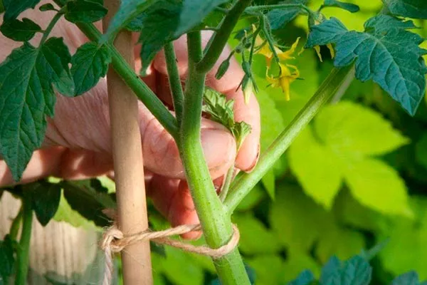 Пасынкование и формировка куста