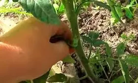 Пасынкование и подвязка