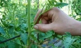 Пасынкование и уход за почвой