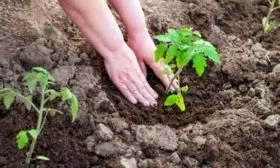 Пересадка на постоянное место в огород и теплицу
