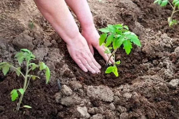 Пересадка на постоянное место в огород и теплицу