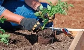 Пересадка в открытый грунт