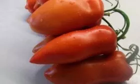 Перцевидный сорт