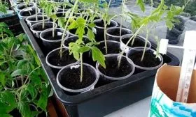 Пикирование рассады и закаливание