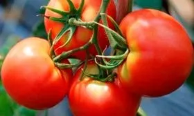 Плоды и их вкусовые качества