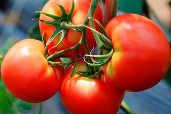 Плоды и их вкусовые качества