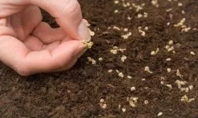 Подготовка и посев