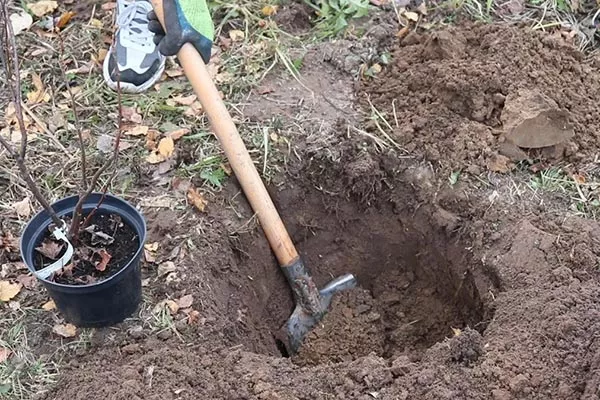 Подготовка посадочный ямы и высадка саженца