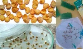 Подготовка семян