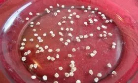 Подготовка семян