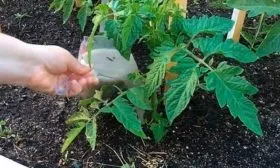 Подкормка кустов