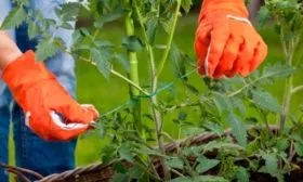 Подвязывание