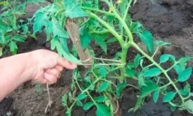 Подвязывание